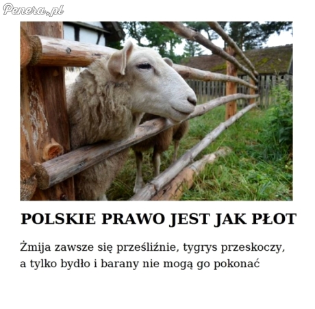 Polskie prawo jest jak płot