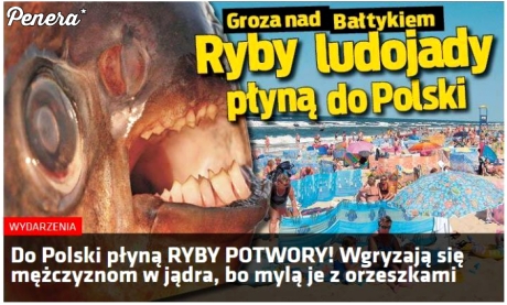 Ponoć ryby ludojady płyną do Polski