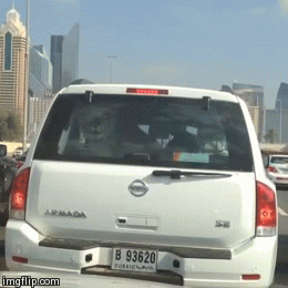 Przejażdżka z kotkiem