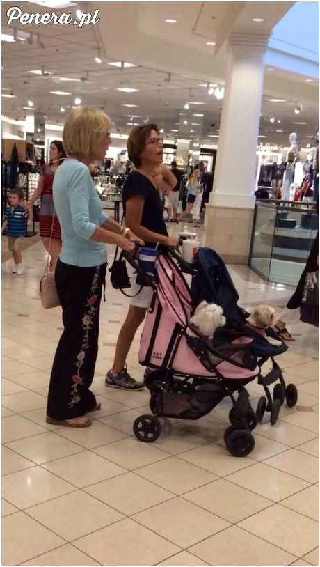 Psie mamusie na zakupach z dzidziusiami