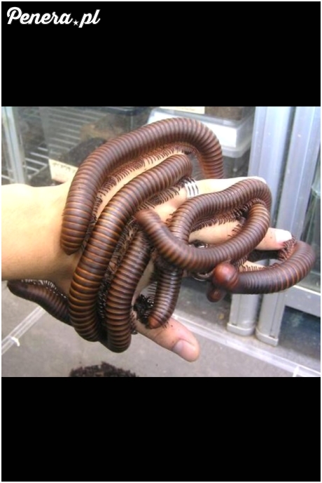 Robaczki na śniadanie