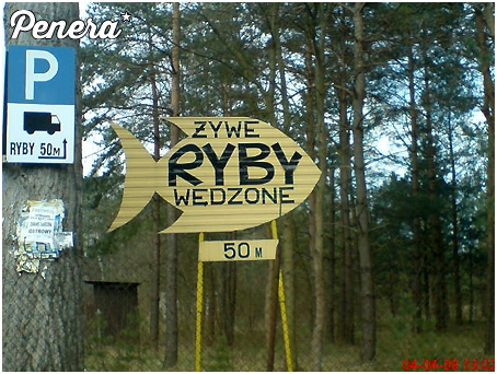 Ryby żywe ale wędzone