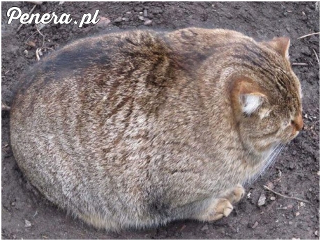 Się spasł bydlak :D