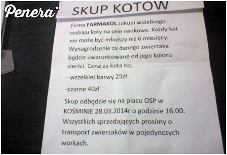 Skup kotów