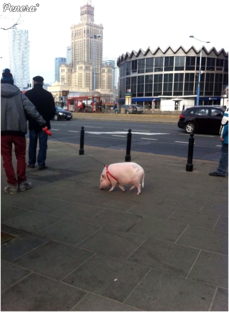 Spacerek ze świnią