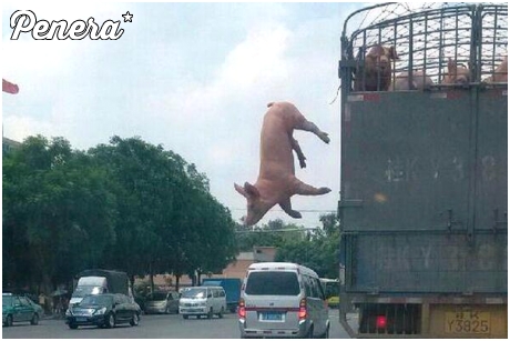 Spektakularna ucieczka