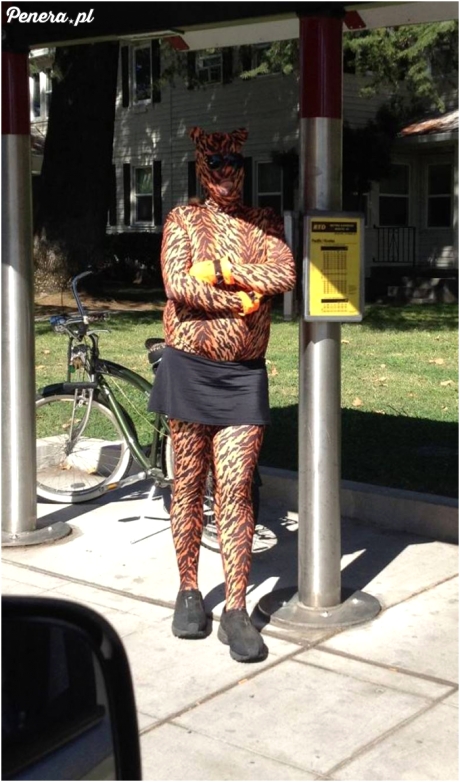 Spotkać tygrysa na przystanku - bezcenne