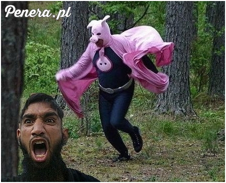 Super świnia atakuje