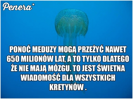 Świetna wiadomość dla kretynów
