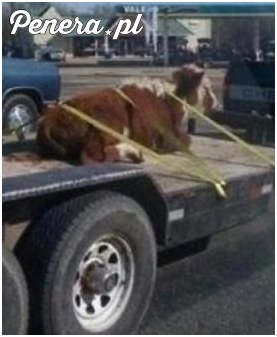 Świetnie zabezpieczona krowa :D