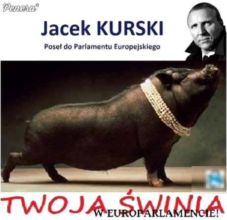 Świnia chce do europarlamentu