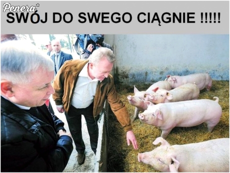 Swój do swego ciągnie