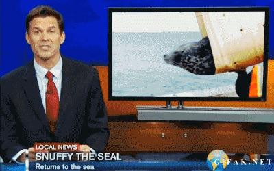 Szczęśliwa foczka i jej powrót do oceanu
