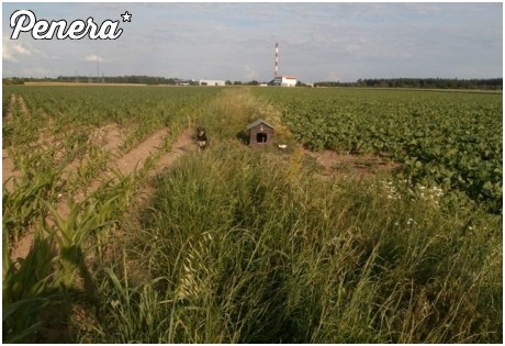 Szczyt debilizmu przywiązać psa w szczerym polu