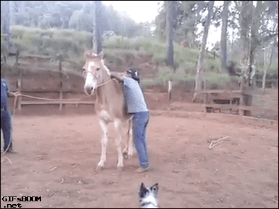 Tak lepiej nie wsiadać na konia