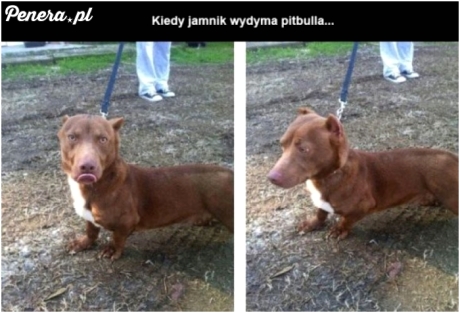 Tak wygląda owoc miłości jamnika i pitbulla