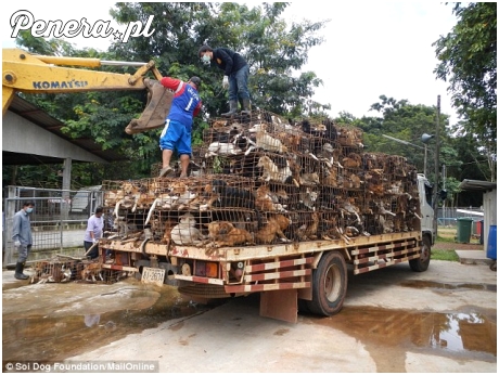 Tak wygląda wywożenie psów do chińskich restauracji