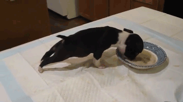 Taka podjarka żarłem