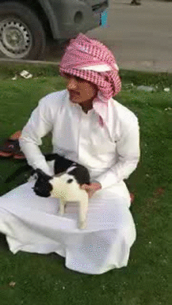 Taka tam arabska sztuczka z kotem