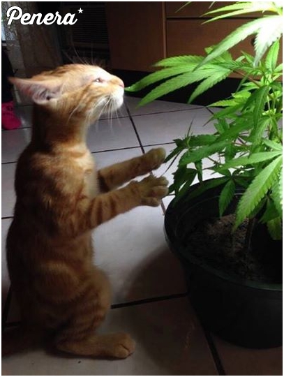 Ten kotek wie co dobre :D