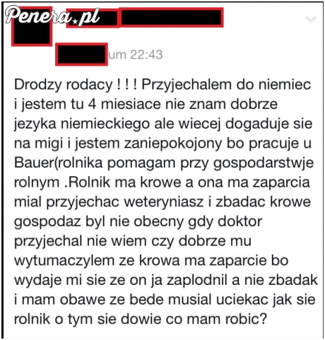 To jest dopiero problem z krową