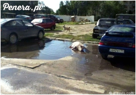 To sobie wyobrażam gdy widzę polskich posłów i sejm