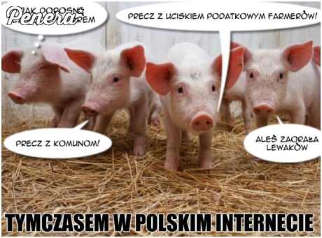 Tymczasem w polskim internecie