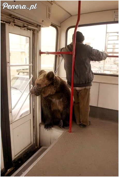 Tymczasem w rosyjskim autobusie