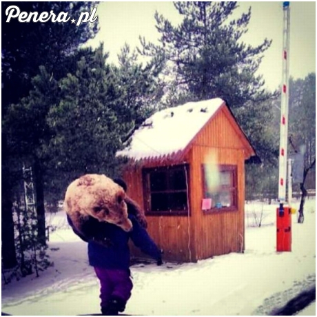 W rosji to niedźwiedzie boją się ludzi