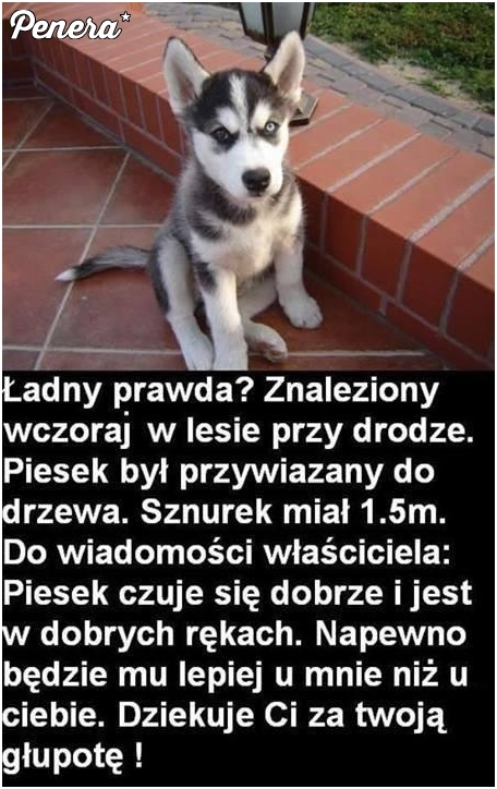 Wakacje idą więc się psów pozbywają