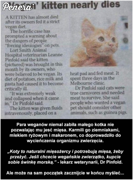 Weganie kontra natura kota