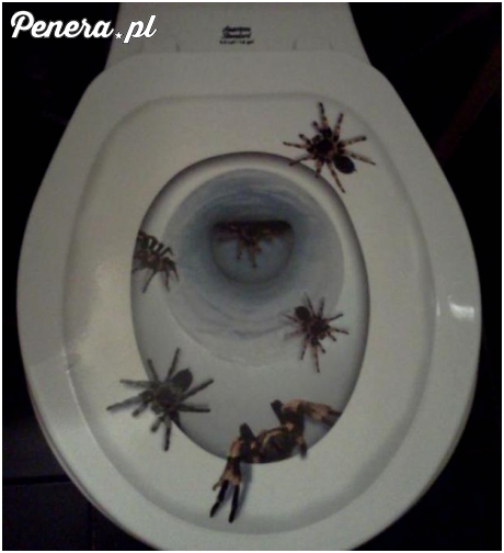 Weź tutaj usiądź na kiblu w Australii