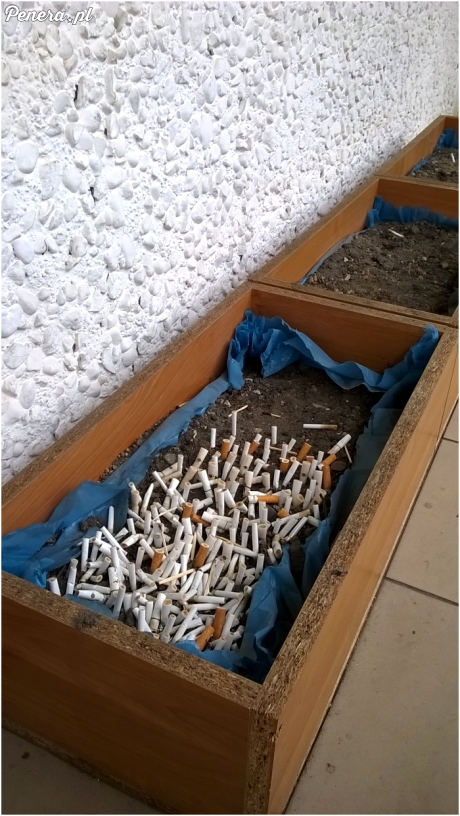 Wiosna idzie - petunie już wyrastają