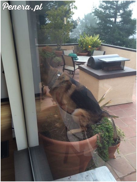 Wyjście na spacer z psem