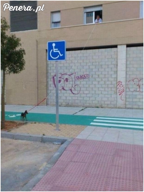 Wyprowadzanie psów wersja hard