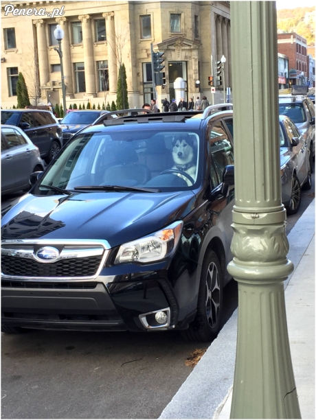 Z drogi śledzie pieseł jedzie