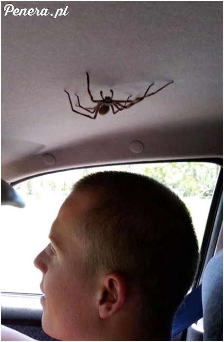 Z małym pajączkiem w jednym aucie :D