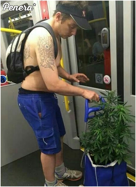 Z zielskiem na spacer