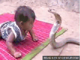 Zabawa niemowlaka z kobrą królewską