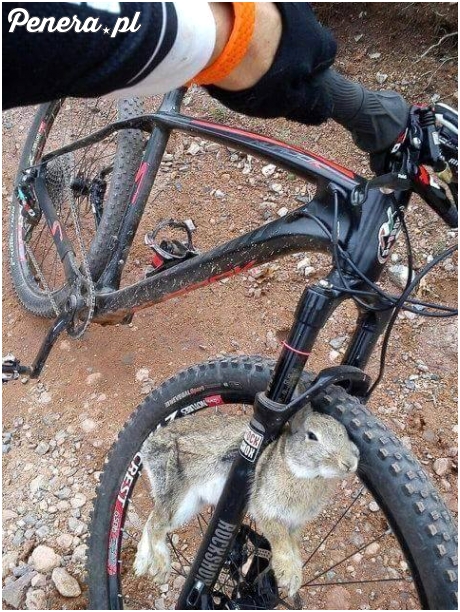 Zając na gapę :D