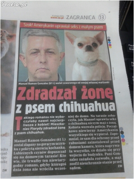 Zdradził żonę z psem chihuahua
