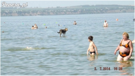 Zgadnijcie czyj to pies ;)