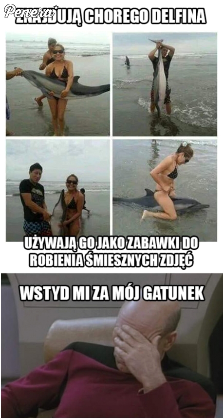 Znajdują chorego delfina