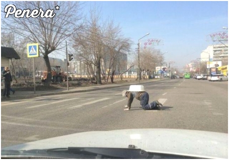 Żółw na przejściu dla pieszych